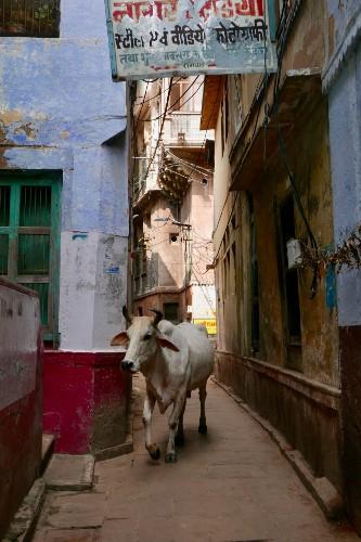 Benares visite guide