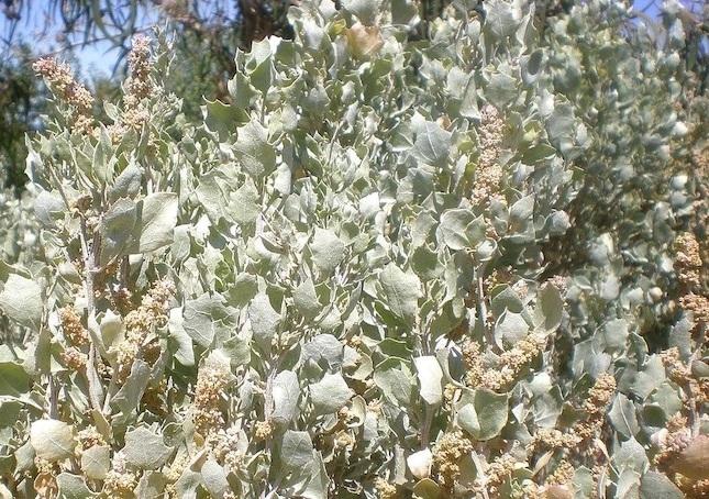 Saltbush