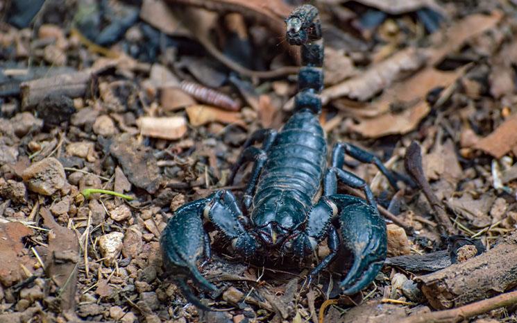 Scorpion noir en Thailande