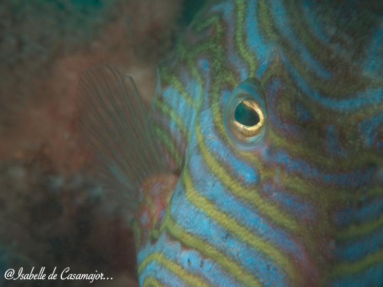 Poisson vache