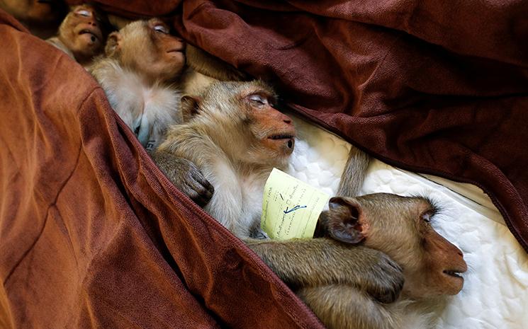 Campagne de sterilisation de macaques a Lop Buri