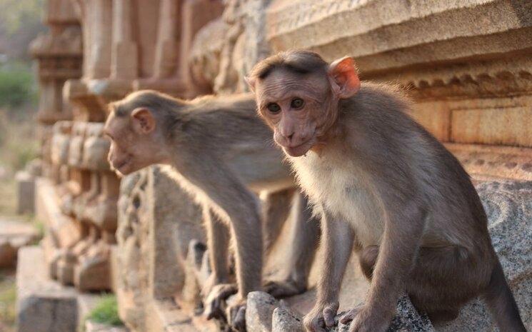 Singes sur le Malyavanta Raghunatha Temple