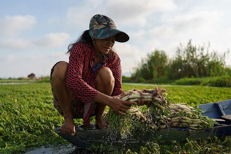 Paysane cambodgienne qui  cultive des légumes