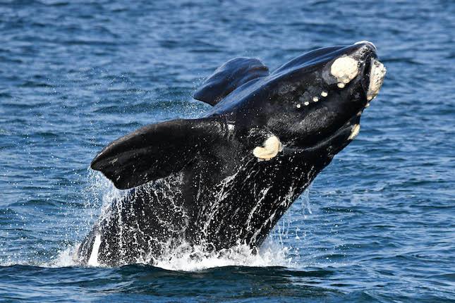 Baleine franche australe