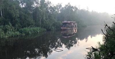 Tanjung Puting orang-outan Borneo