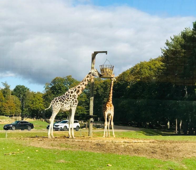 Les girafes au Parc de Thoiry