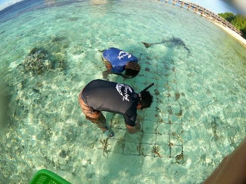 construction d'une structre pour corail