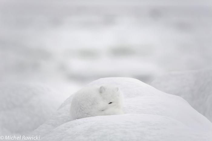 Touched by the Cold. L'appel du froid. (c) Michel Rawicki