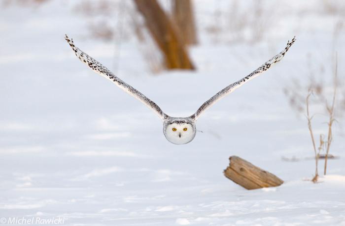 Touched by the Cold. Photo crédits Michel Rawicki