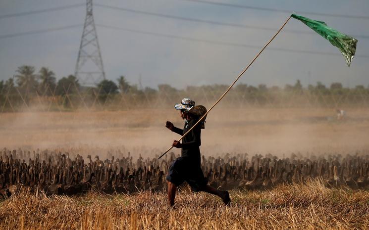 Lache de canard dans les rizieres en Thailande