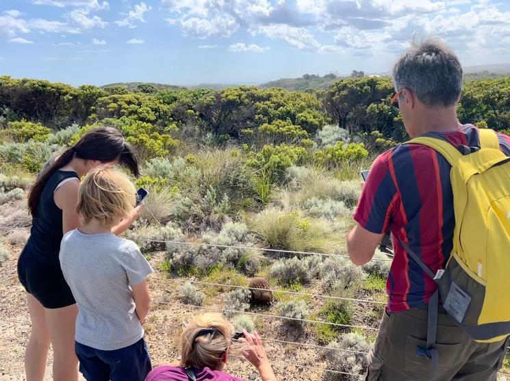 Un groupe de touristes observe un echidné au bord du sentier menant au Razorback, sur la Great Ocean Road