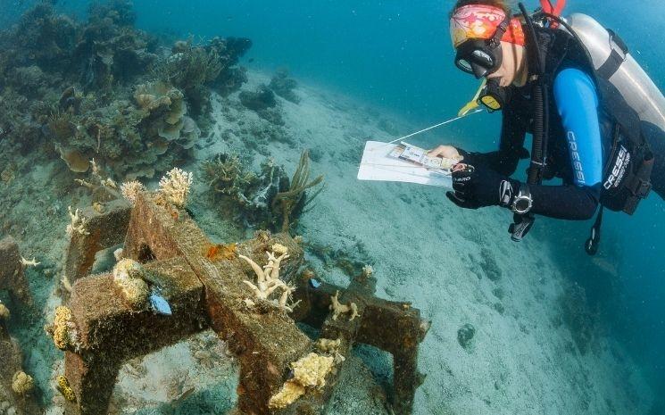 Une scientifique observe les coraux à Pangatalan. 