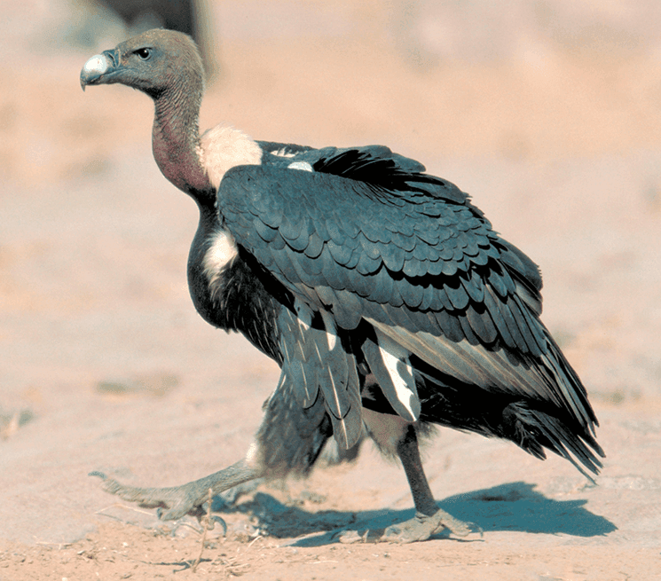 Vautour chaugoun (Gyps bengalensis)