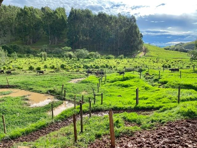 Buffle Minas Gerais mozzarella