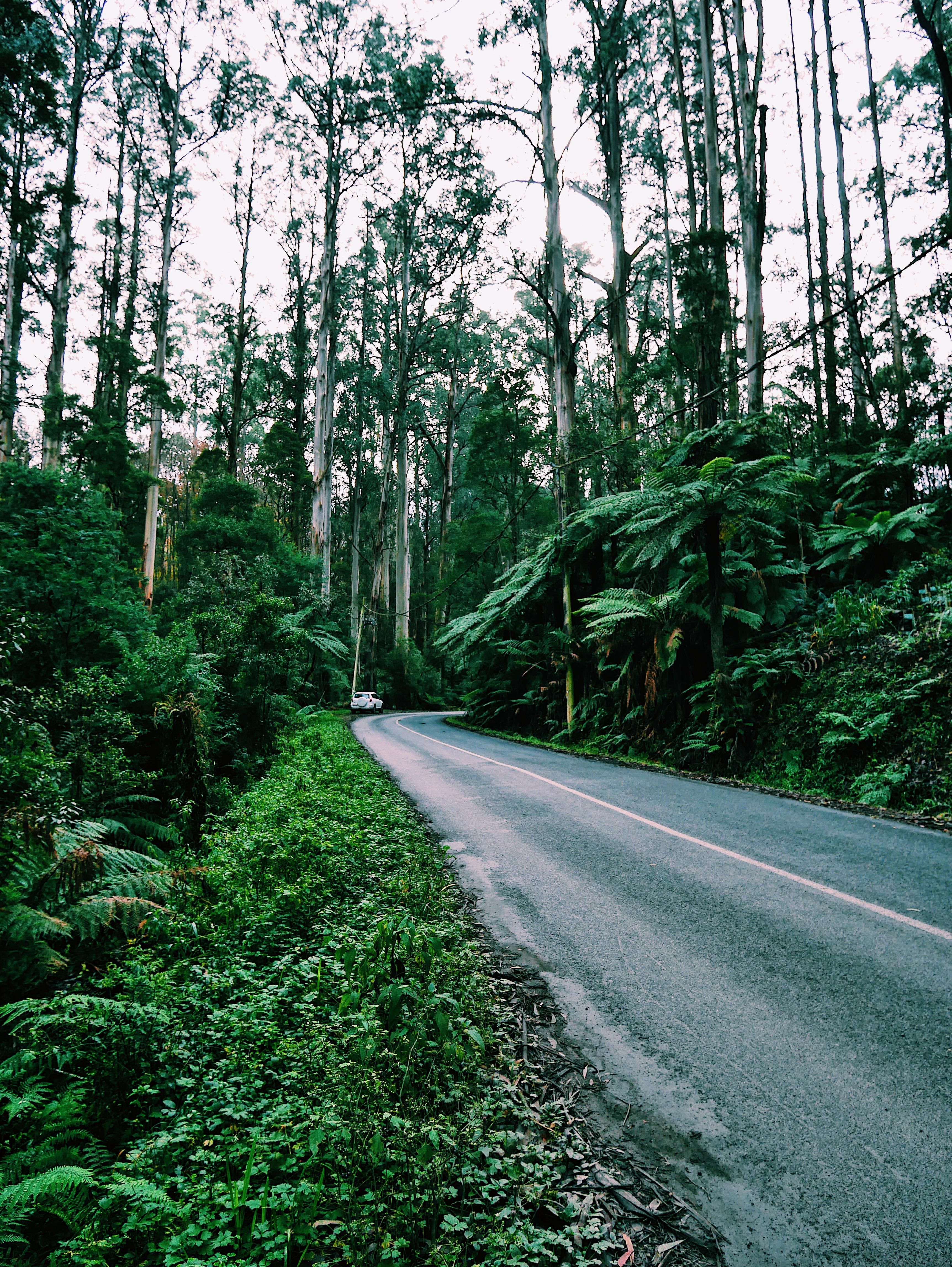 Dandenong ranges national park melbourne victoria