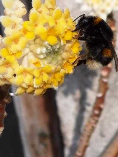 Viburnum edgeworthia