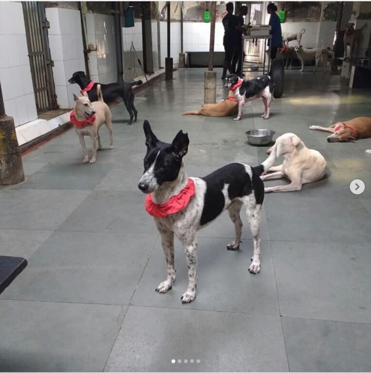 WSD une des salles de garde des chiens des rues de Mumbai