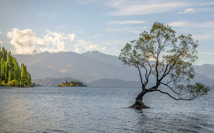 Wanaka Tree