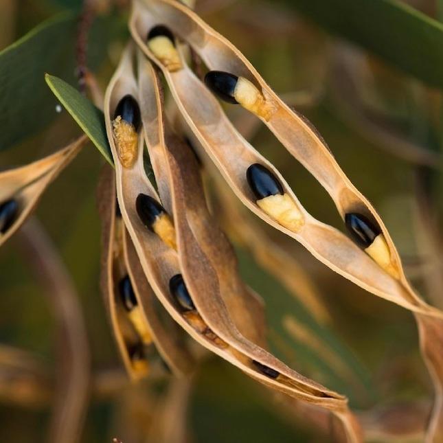 Wattle seeds