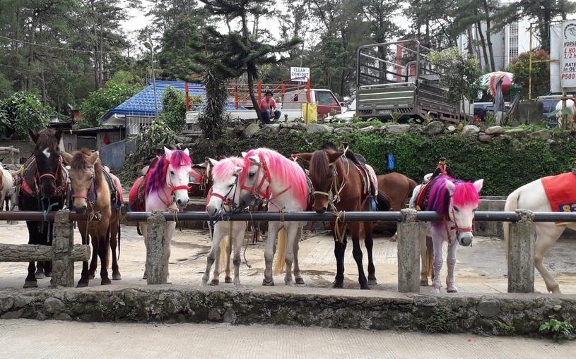 Wright Park baguio