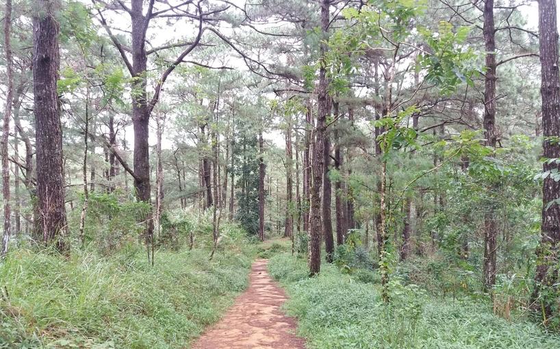 camp john hayy yellow trail baguio