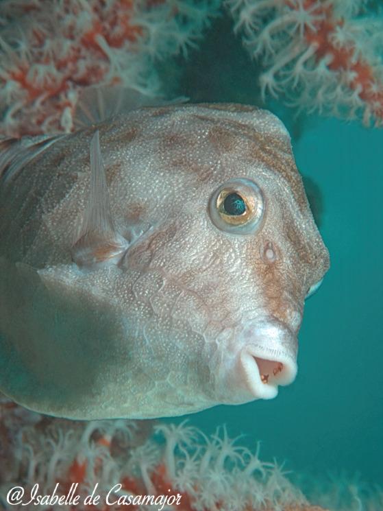 Poisson coffre