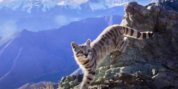 Le chat andin, une espèce en voie d’extinction 