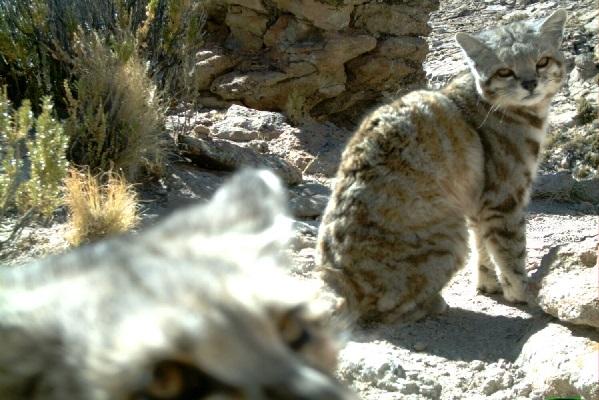 Le chat andin, une espèce en voie d’extinction 