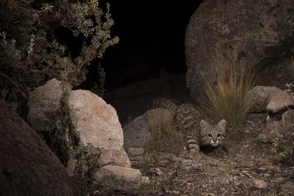 Le chat andin, une espèce en voie d’extinction 