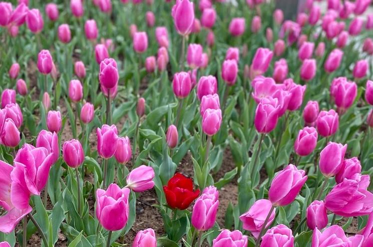 Dans le parc d'Emirgan Istanbul Tulipes