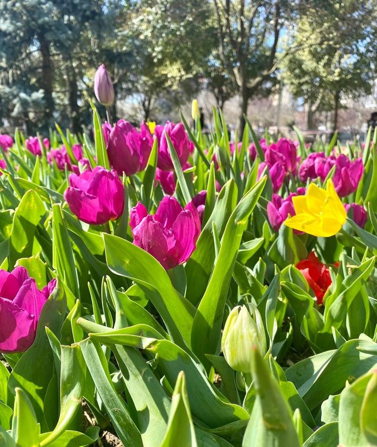 Dans le parc de Göztepe