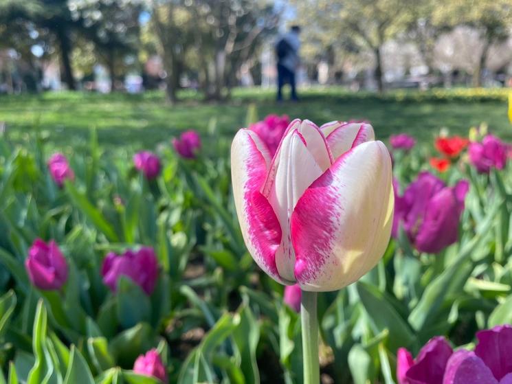 Dans le parc d'Emirgan tulipes