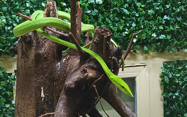 Vipere visible dans la ferme aux serpents de Bangkok