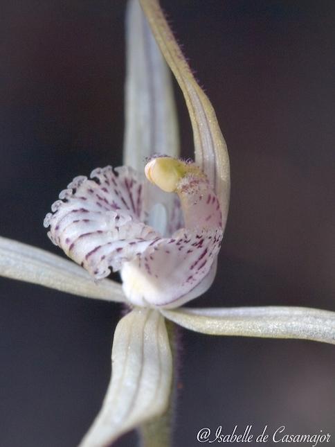 White spider orchid