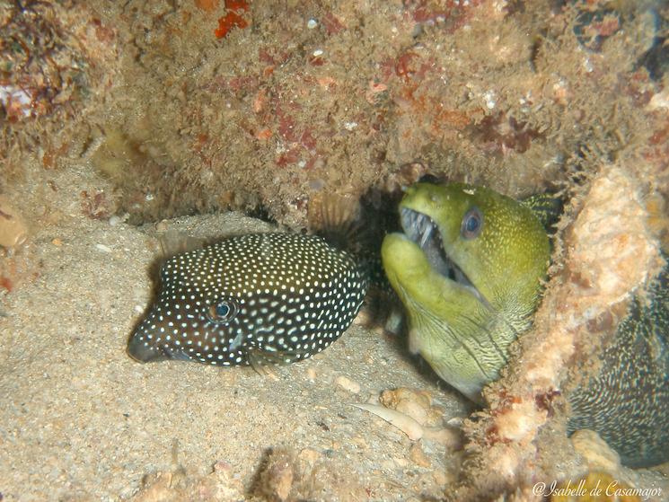 Navy pier - Murène et poisson coffre