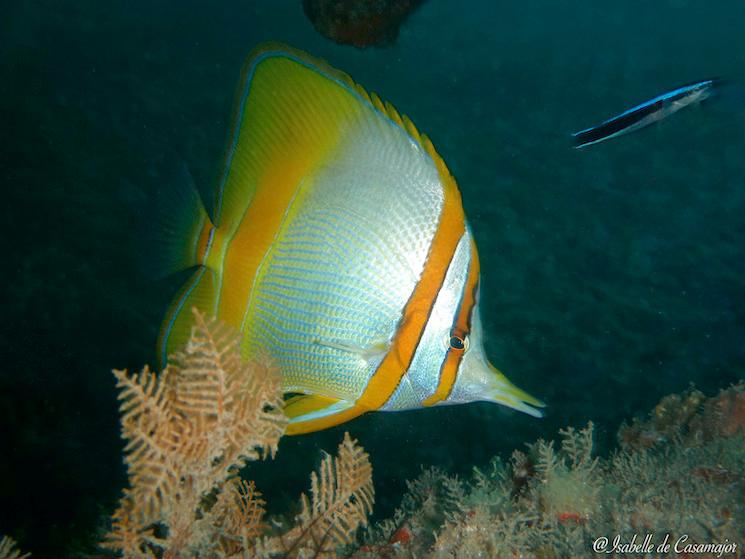 Poisson pincette