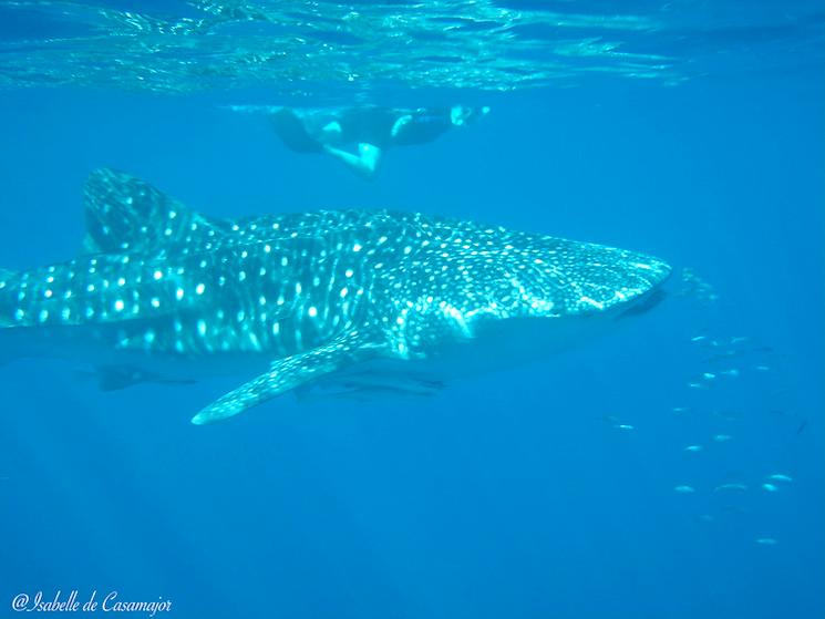 Exmouth - Requin baleine