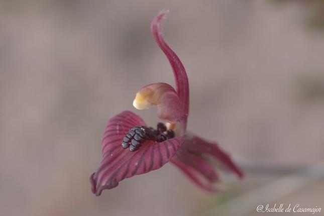 Zebra orchid