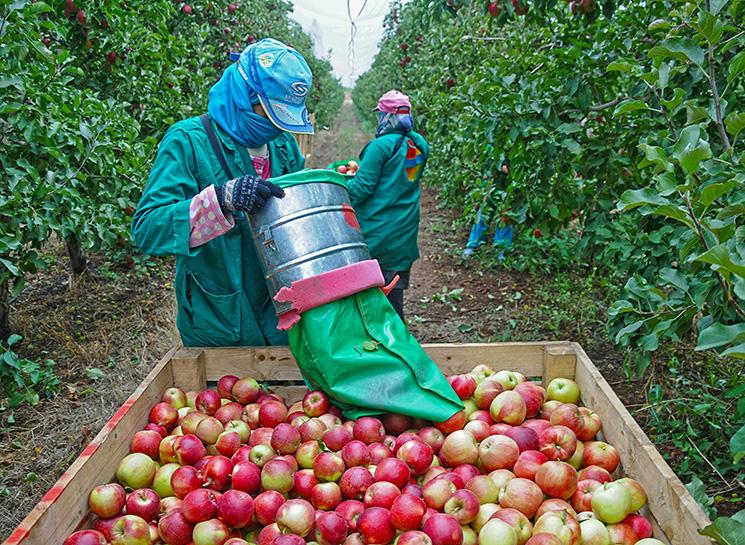 Deux personnes récoltent des pommes