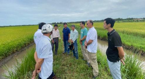 Agriculture biologique dans la production de riz