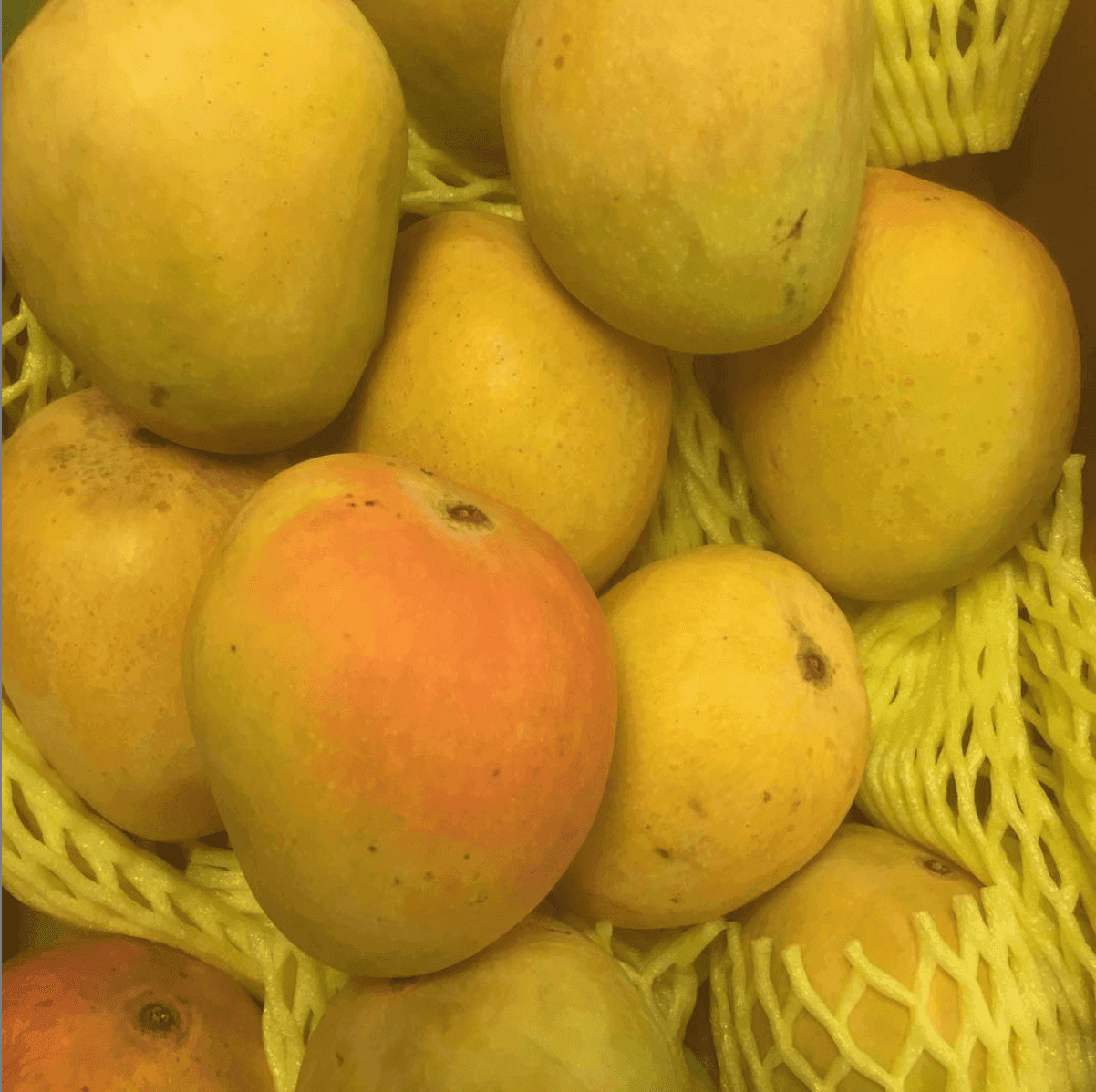 Mangue alfonso histoire