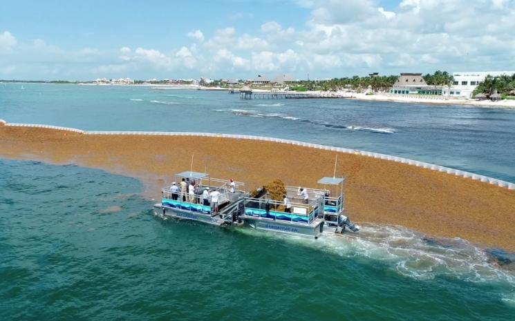 bateau qui ramasse les algues sargasses