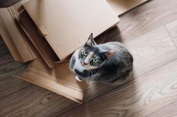 Chat au milieu des cartons