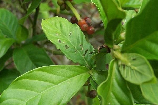 L’ayahuasca au Pérou et ses dérives