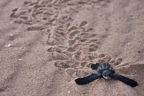 tortues, ponte, oeufs, crétacés, baleines, sardine-run, plongeurs, côtes, requins, crocodiles