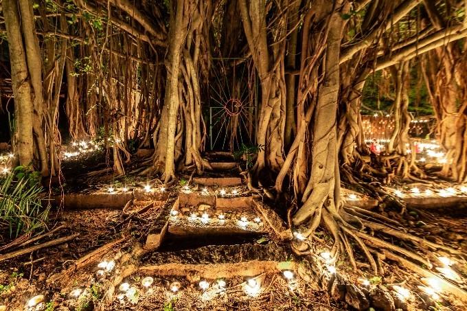 L'immense banyan d'Auroville illuminé pour les 50 ans