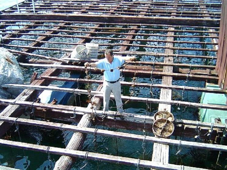 Une batea où sont cultivées les moules 