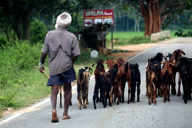 un berger et ses chevres en Inde