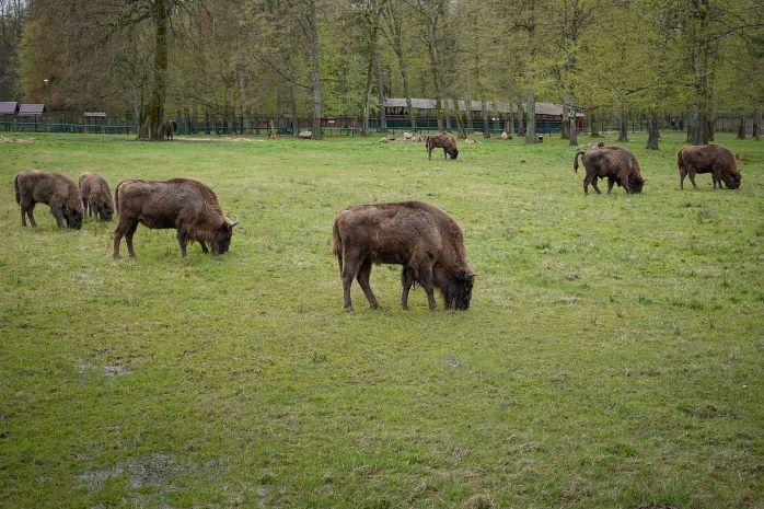 pologne patrimoine UNESCO Bialowieza