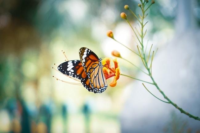 biodiversité catalogne